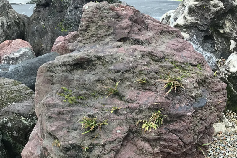 椎葉石