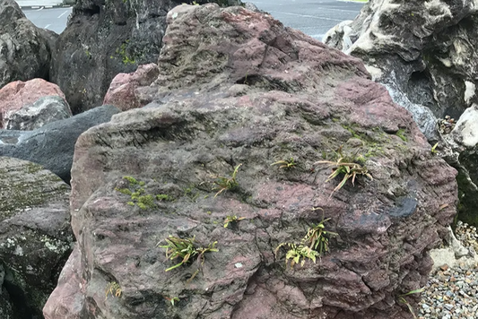 椎葉石
